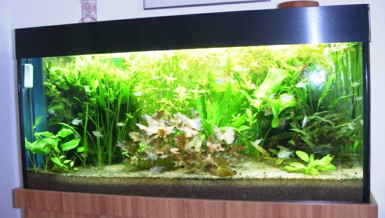 Sönke's Aquaristik und Wirbellosenseite