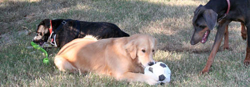 Pets in Volusia County parks