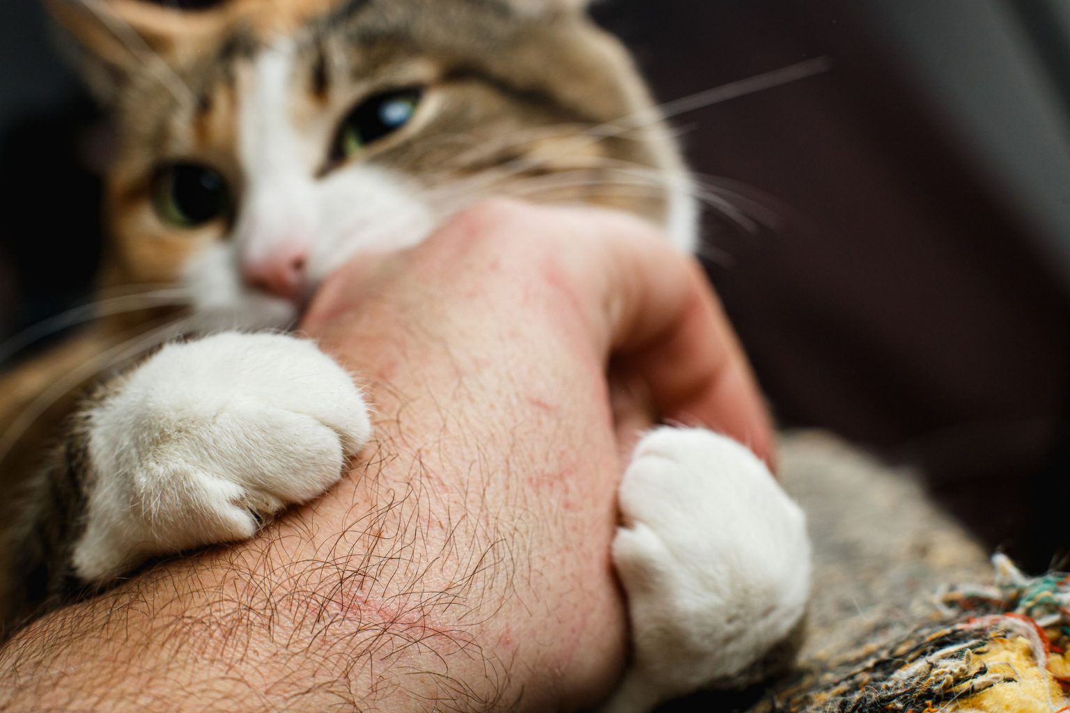 How To Keep Your Cat From Scratching You. Volunteer Veterinary
