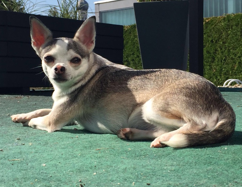 Chihuahua vom Silberhaar Breeze