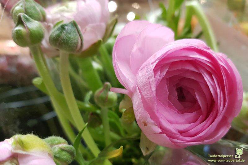 Giftige Frühlingsblumen für Katzen Taubertalperser