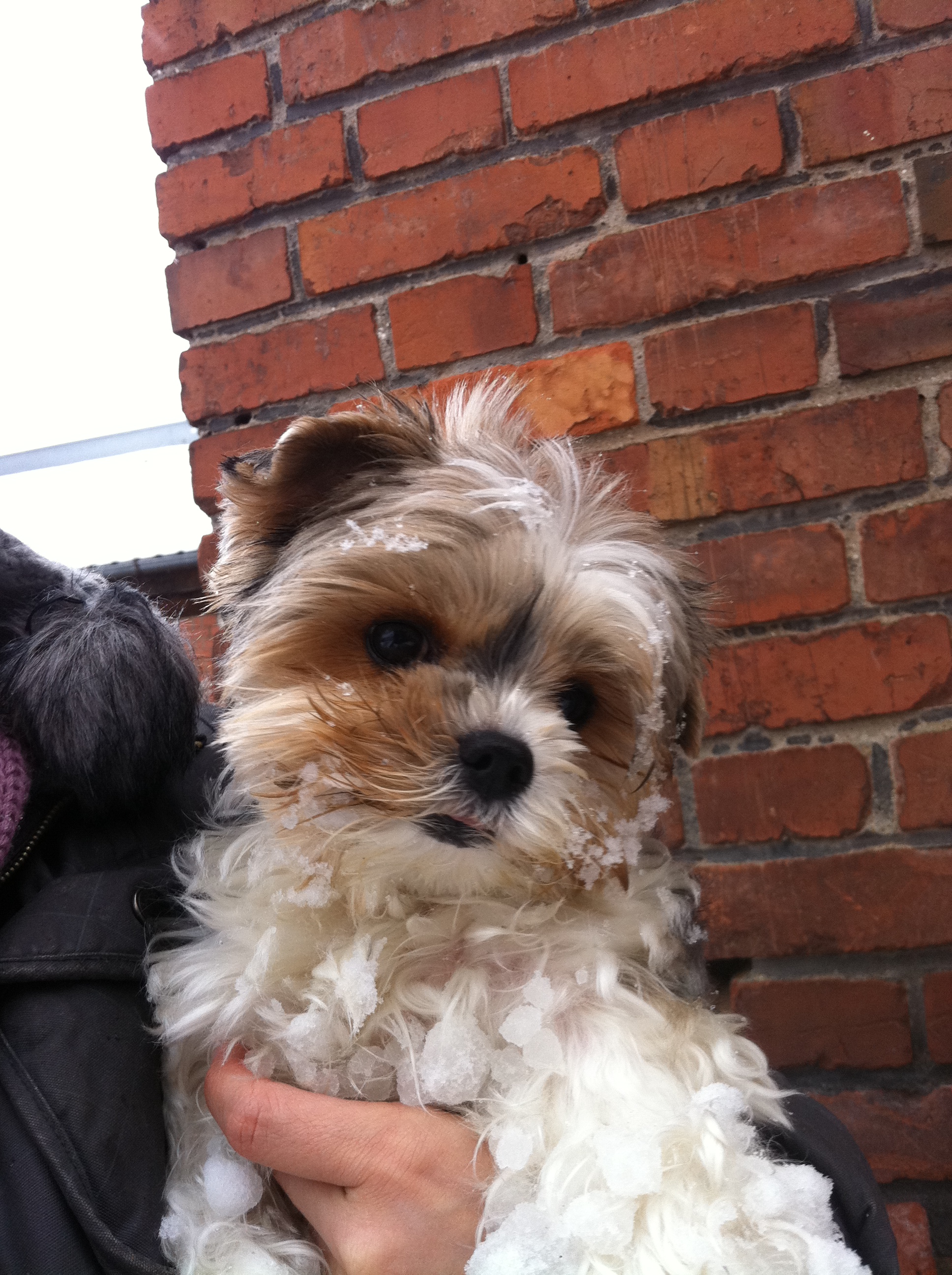Biewer Yorkshire Terrier Unsere Hündinnen