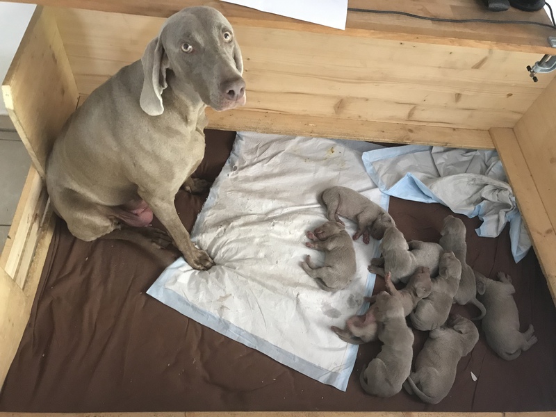 Weimaraner vom Wohlenberg D Wurf Welpen