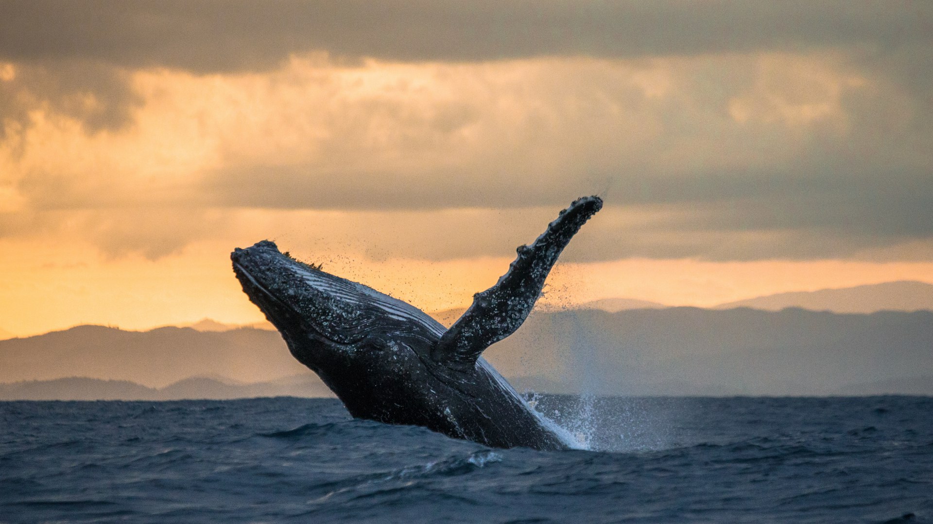 Observation des baleines dans le Pacifique Terra Colombia
