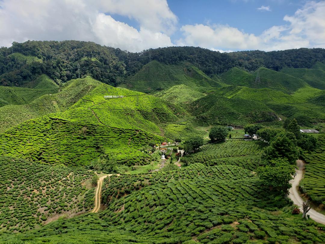 Guide to the Best Hiking in the Cameron Highlands Voyage Scribe