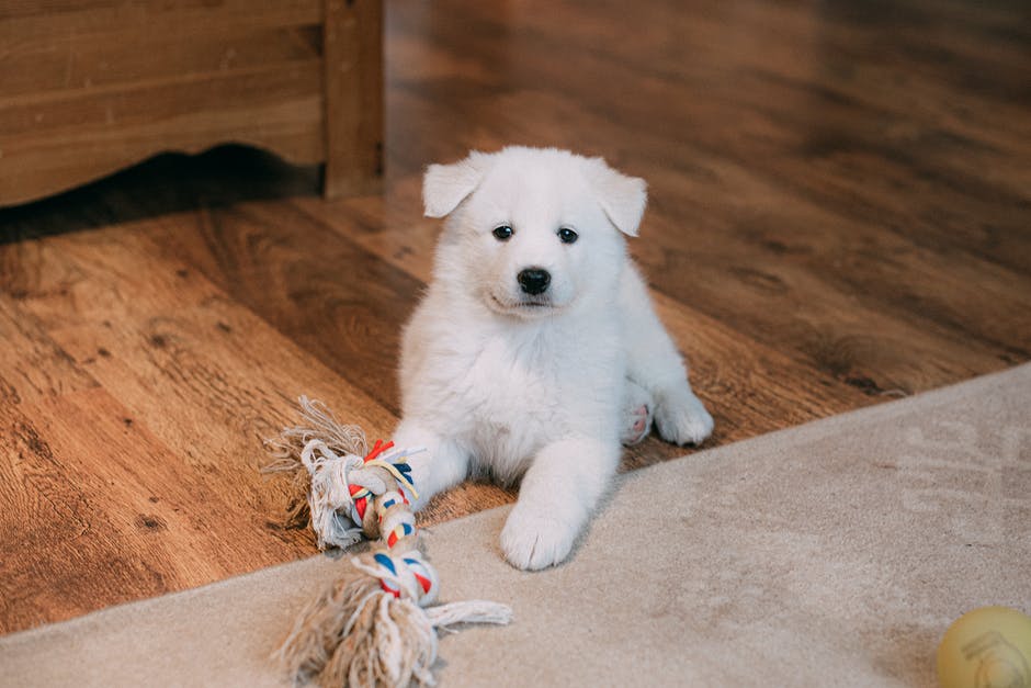 7 Tips for Getting Rid of Pet Stains on Carpet
