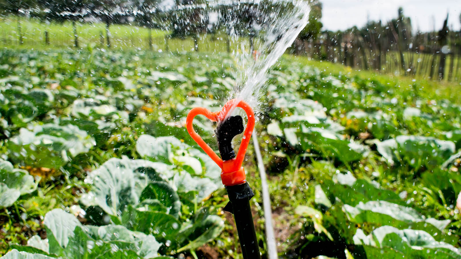 What is Irrigation? Vstore Kids