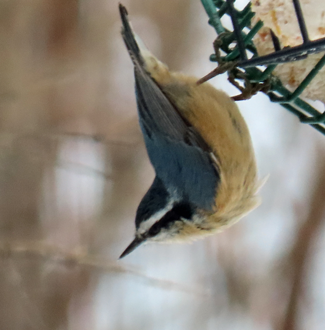 Winter Birds Vermont Birder
