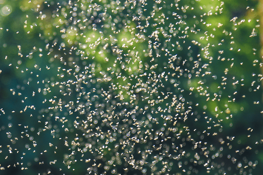 Mosquito Learning Center Learn All About Mosquitoes in Vermont