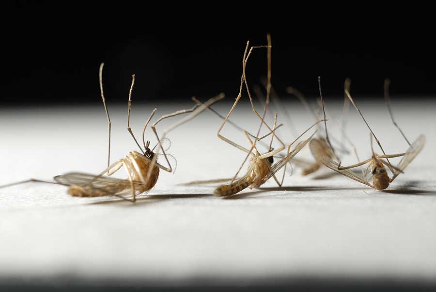 What is the Lifespan of a Mosquito? Vermont Pest Control Local Pest