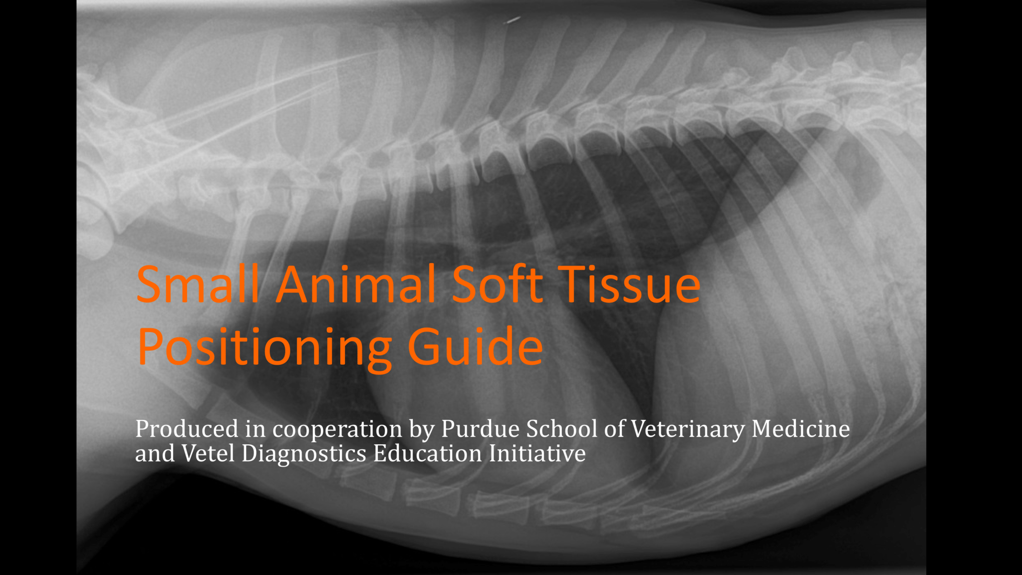 Small Animal Soft Tissue Radiographic Positioning Guide ebook VUE IMAGING