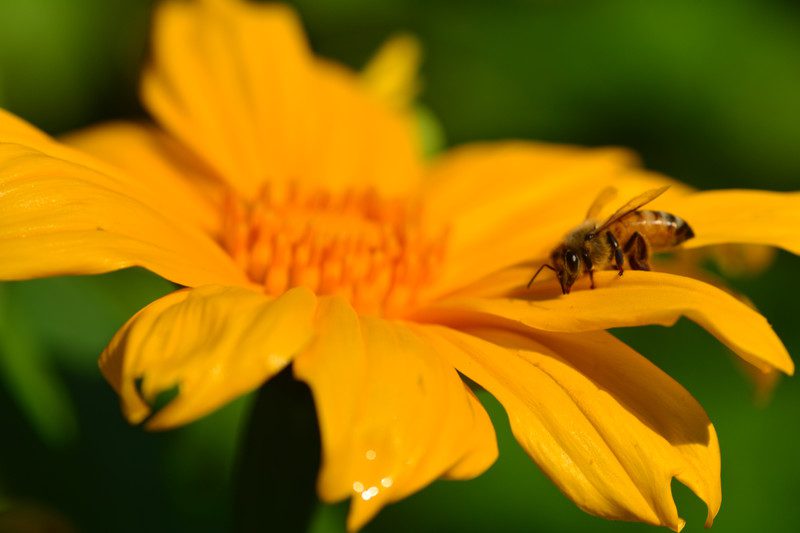 Guide to Growing Flowers in Alabama