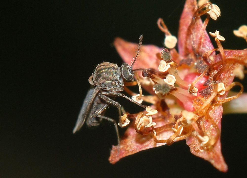 All About Biting Midges and How to Control Them