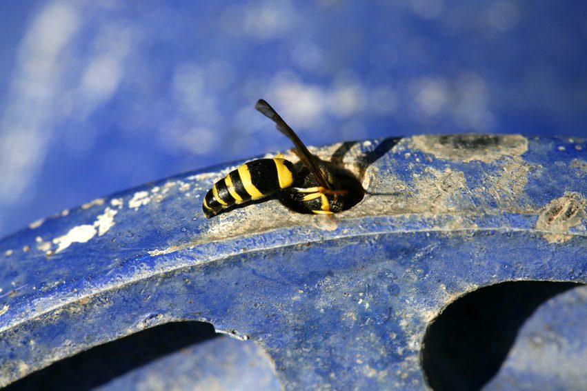Yellow Jackets Stinging Fall Bugs to Watch Out For