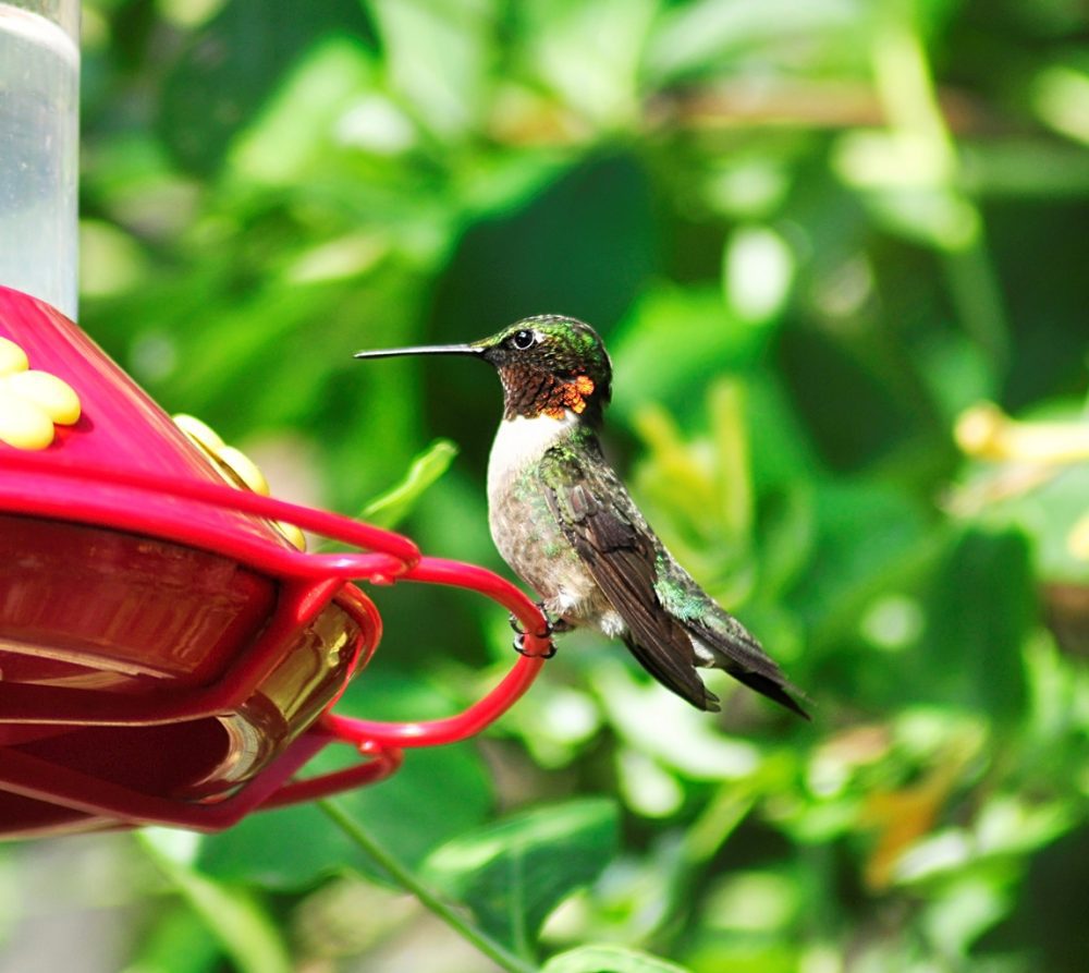 Top 18 How To Fill A Hummingbird Feeder