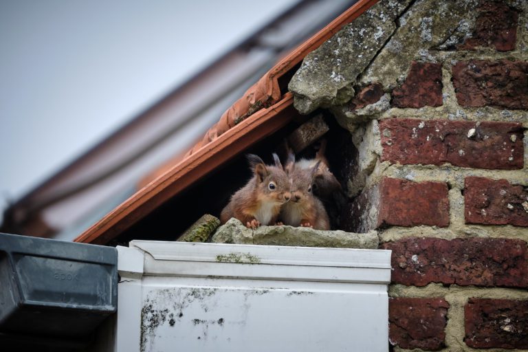 Can Squirrels Really Cause House Fires? Vulcan Termite & Pest Control