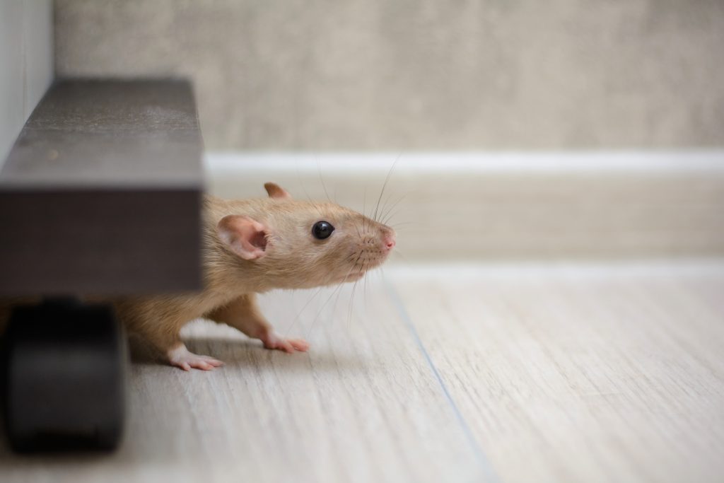 Get Mice Out of Your Home with These Tips Vulcan Termite & Pest Control