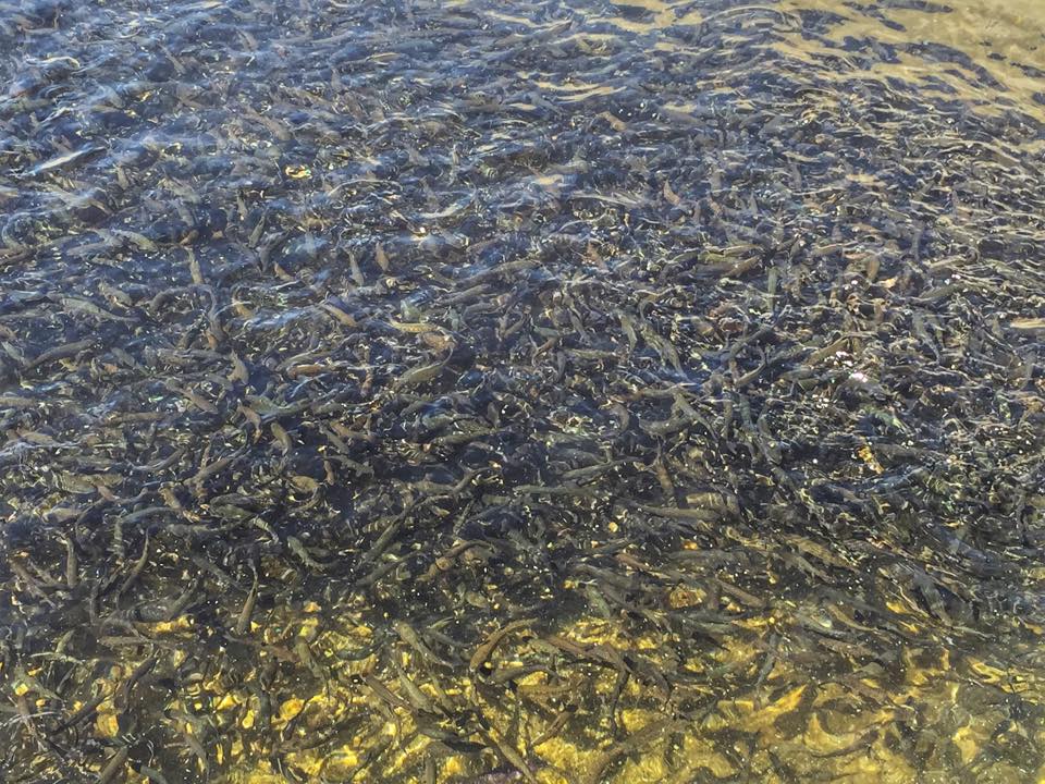 Mojave River Fish Hatchery; Where it all Begins Victor