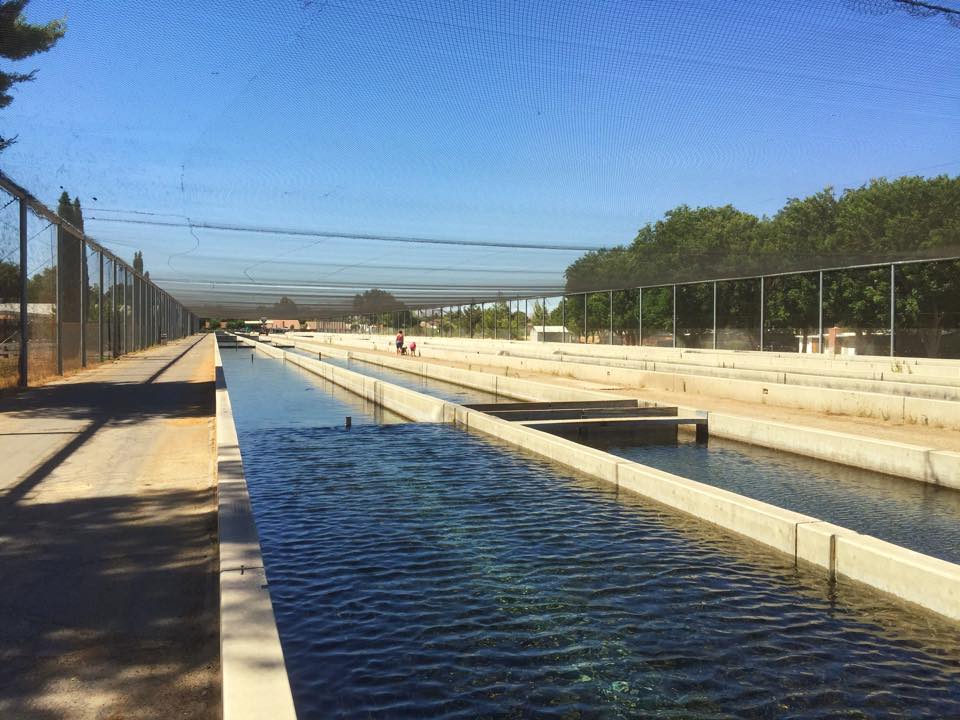 Mojave River Fish Hatchery; Where it all Begins Victor