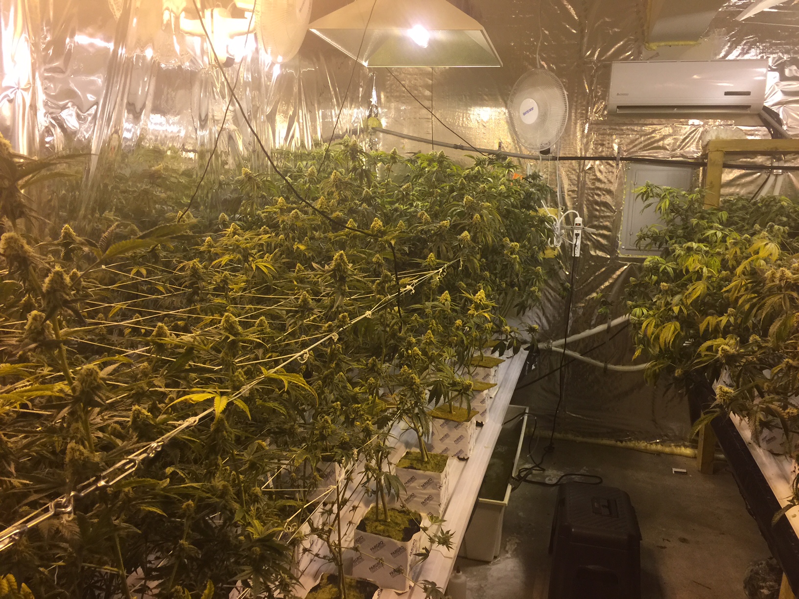 157 Marijuana Plants Discovered in Chino Hills Home Victor Valley News Group