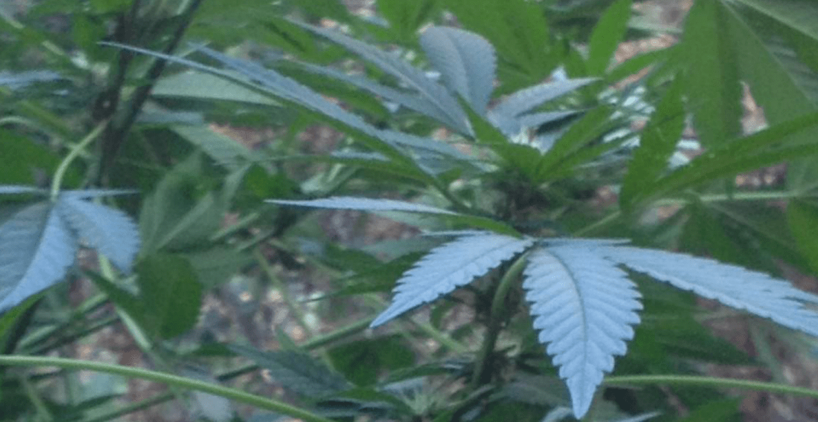 Over 1400 marijuana plants seized in Victorville neighborhood VVNG