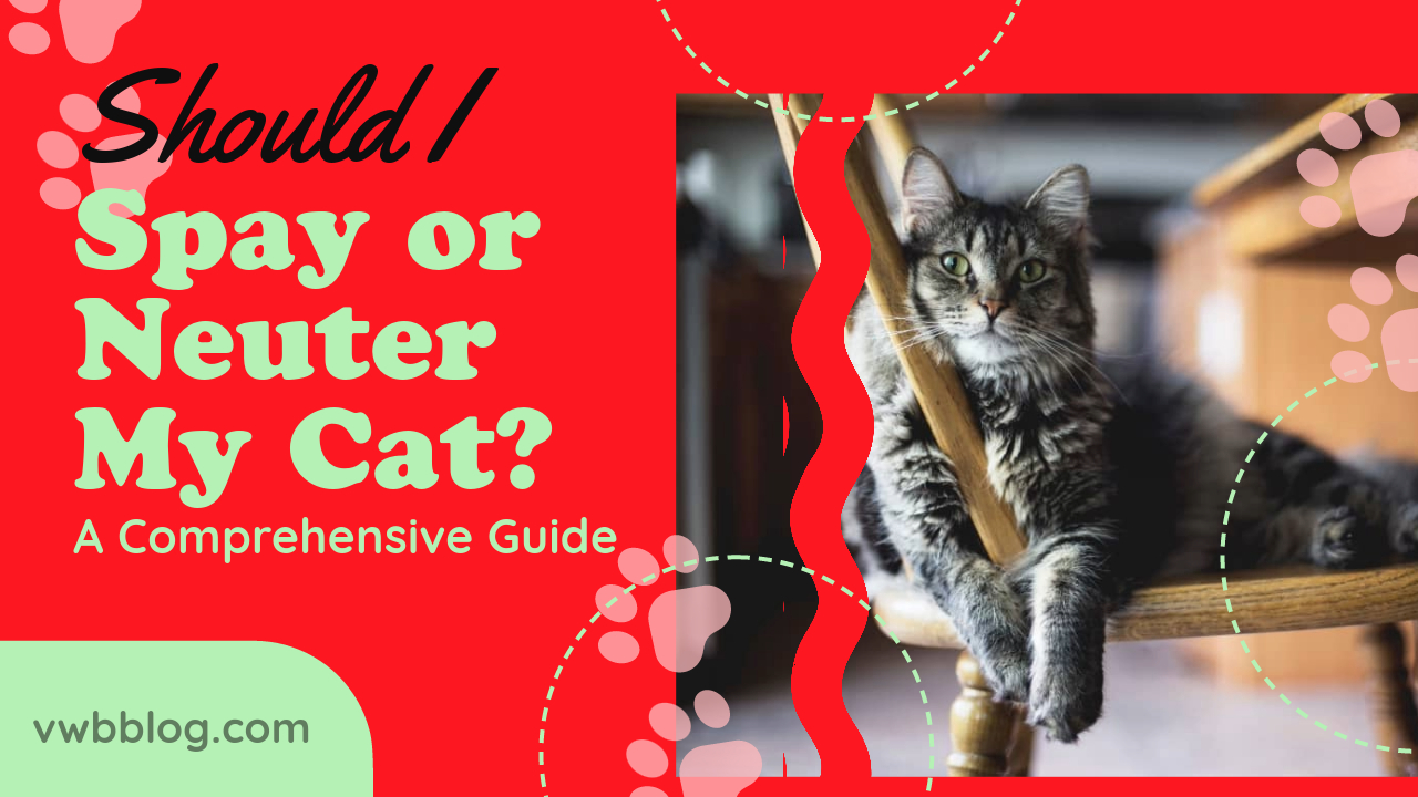 Should I Spay Or Neuter My Cat? A Comprehensive Guide VWB Blog