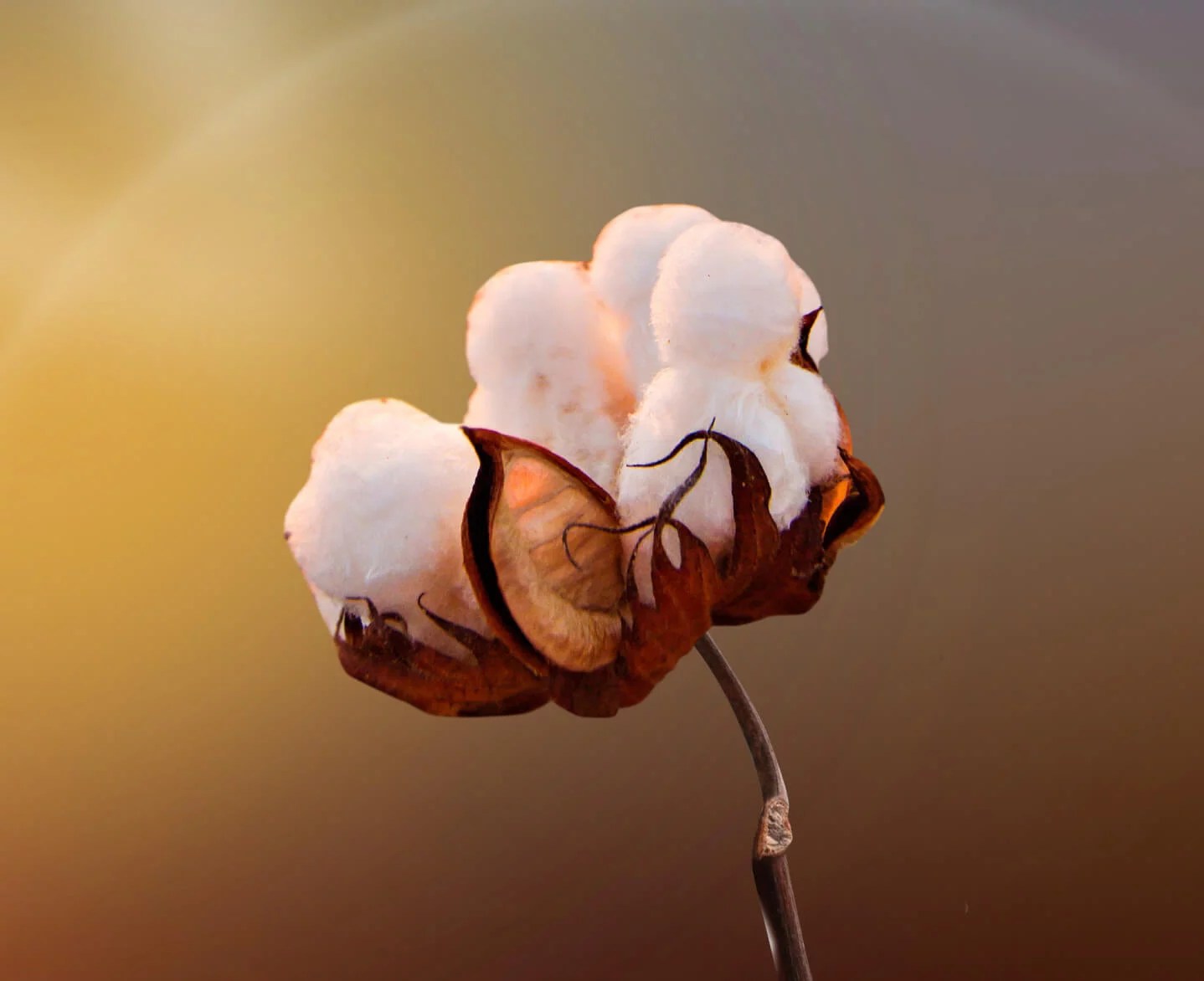 Arabian Cotton™ Vytrus biotech