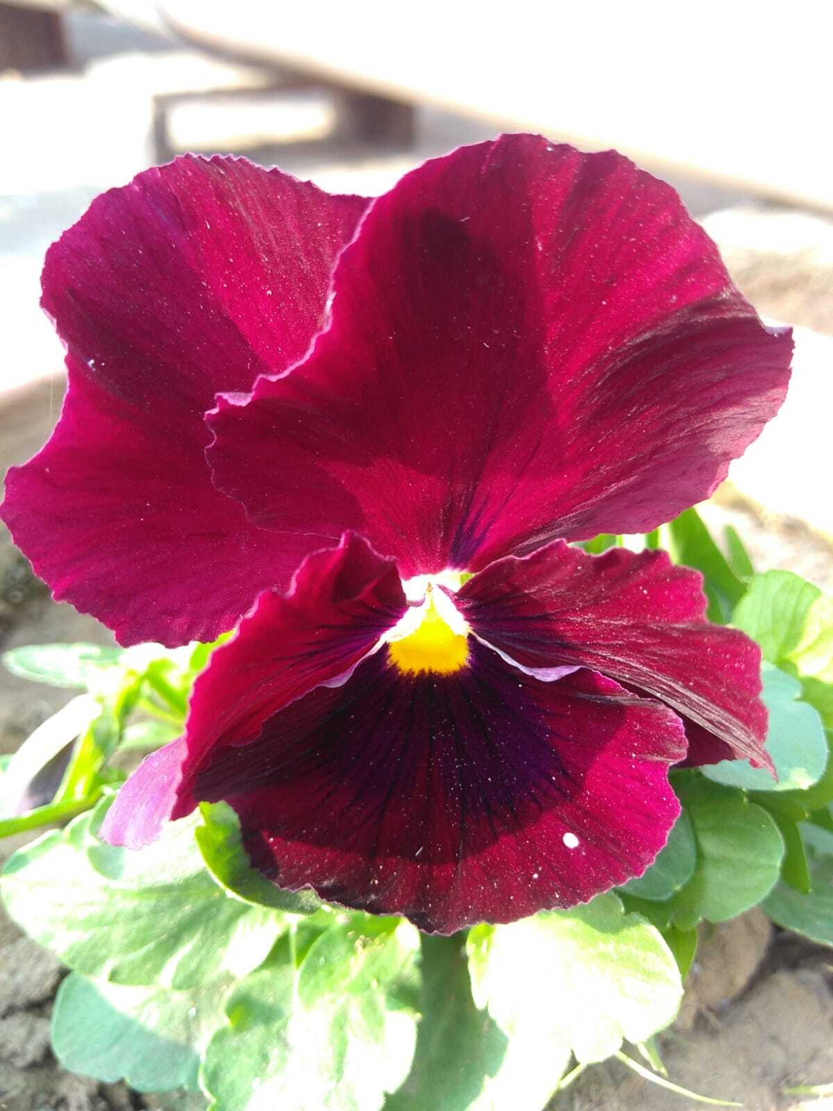 Using HTML, CSS create a scrollable container that will snap on elements when scrolling