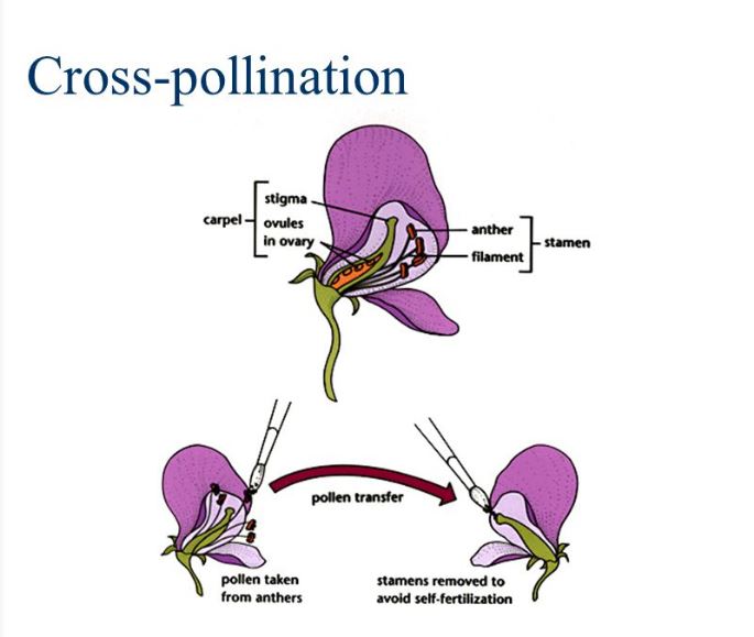 Types of Pollination W3schools
