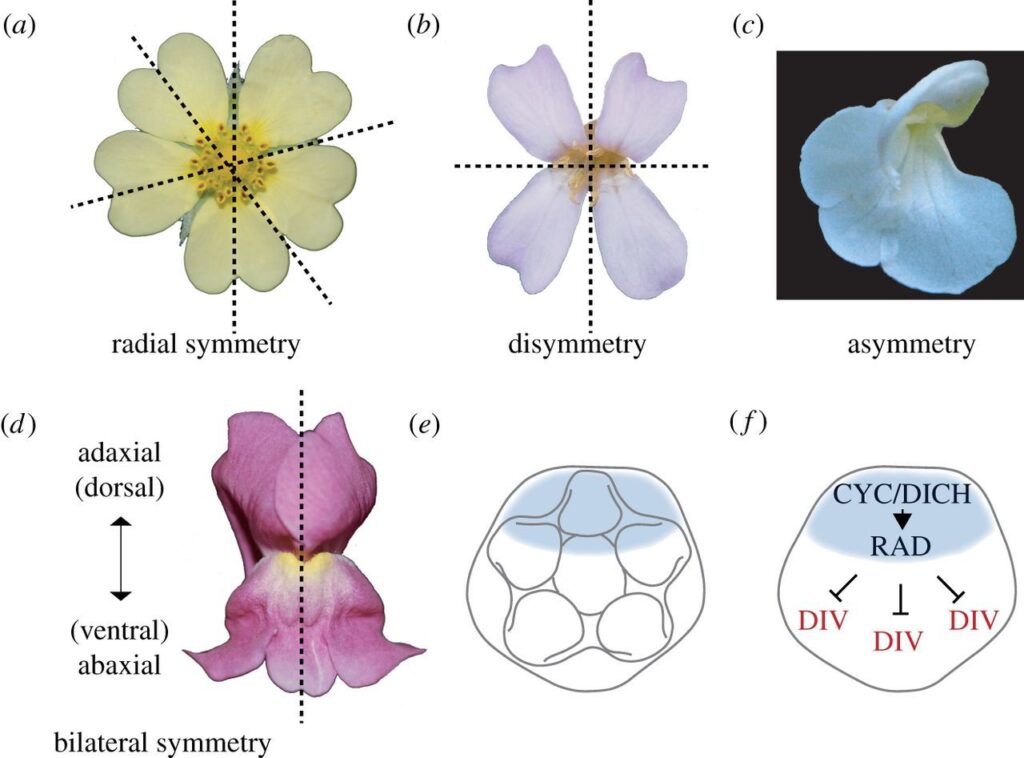 Floral Formula Of An Actinomorphic Bisexual at James Erickson blog