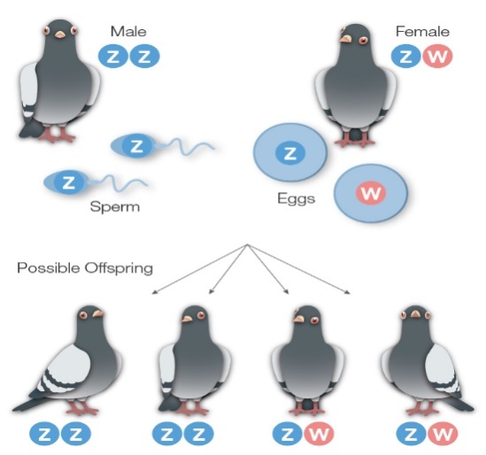 Sex Determination in Birds W3schools