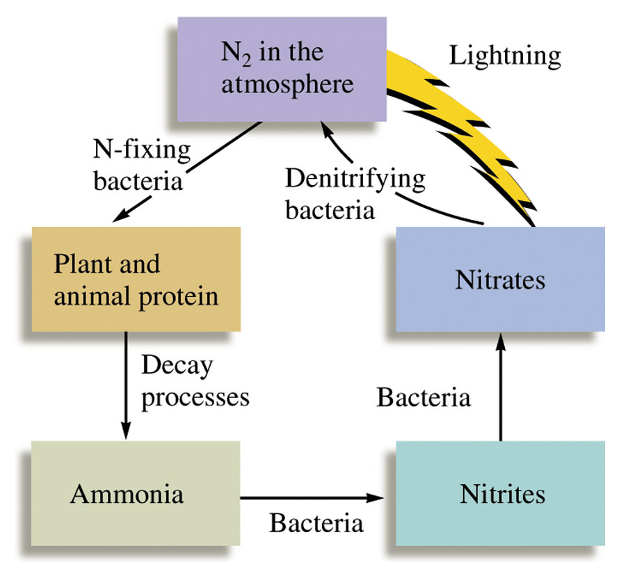 Nitrogen Preparation, properties and uses W3schools