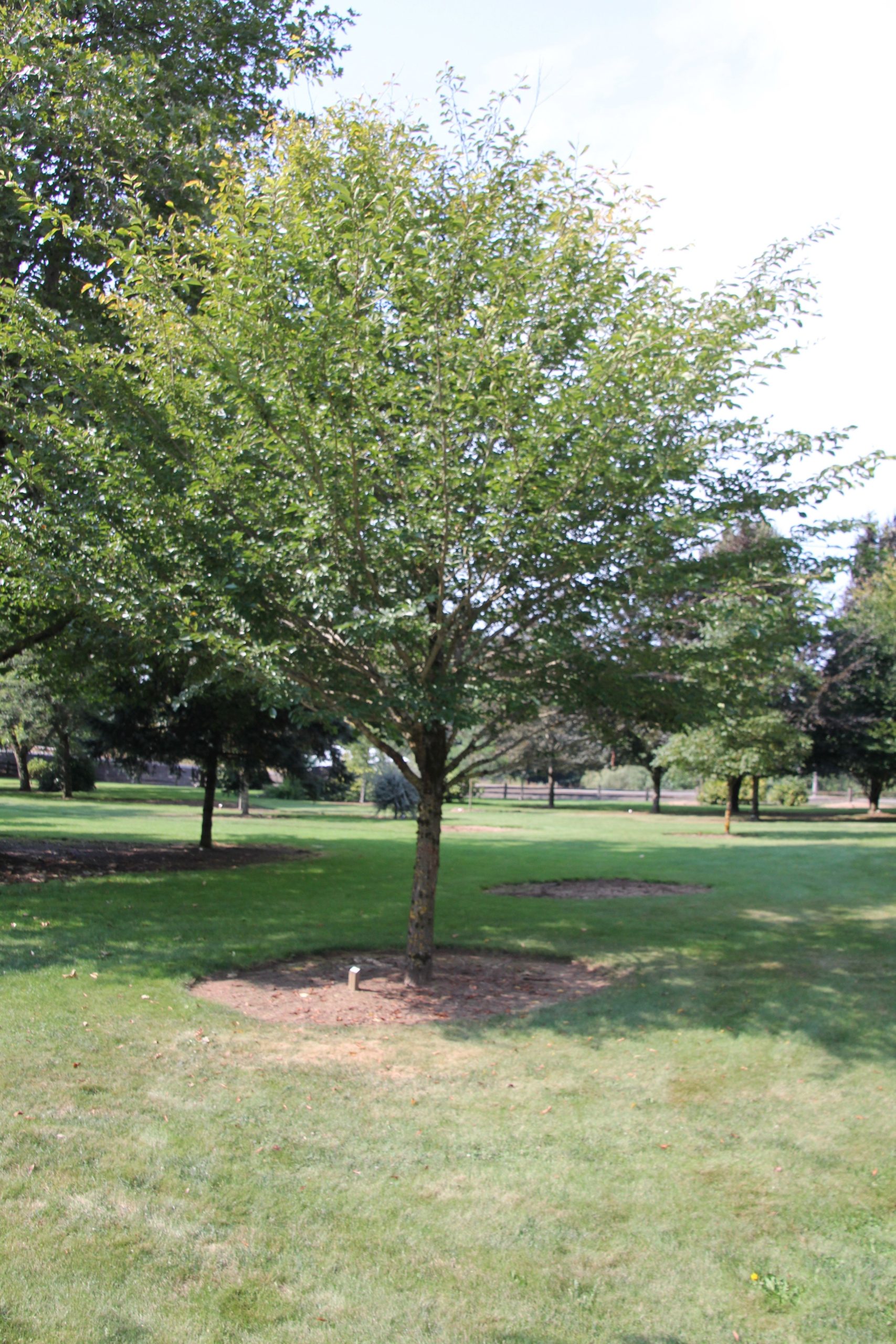 Dutch Elm Disease (DED) Resistant Elm Species and Cultivars » WAAISA