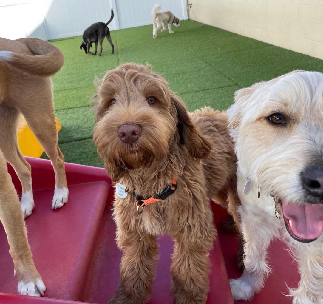 Ticks, Lyme & Your Pup Wag Central Dog Boarding, Daycare and Grooming