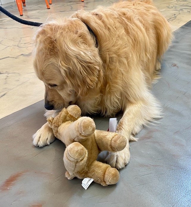 5 Reasons To Give Your Dog A Stuffy Wag Central Dog Boarding, Daycare