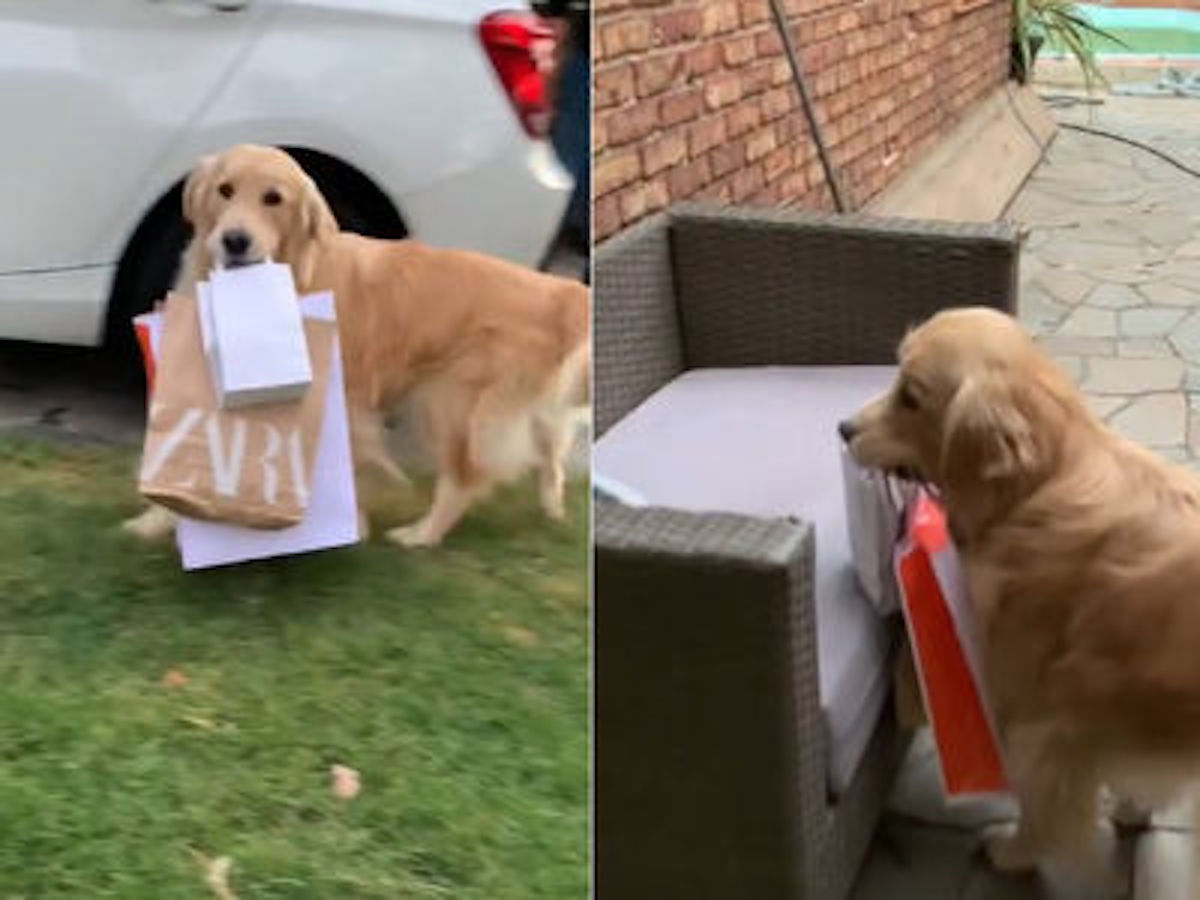 Helpful Golden Retriever Dog Carries Shopping Bags From Car