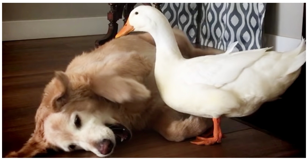 Silly duck annoys Golden Retriever until they the best of friends