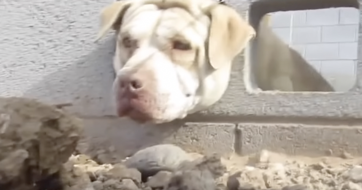 Dog Rescued in Arizona After Getting His Head Stuck in Cinder Block Wall