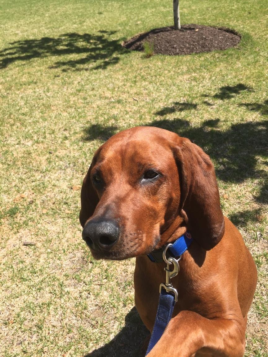 Photo of Boomer in Falls Church, Virginia Waggy Walkys Pet Care