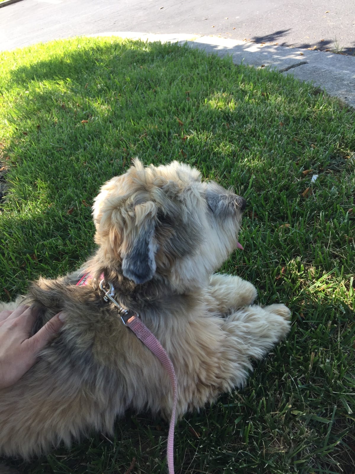 Photo of Hillie in Gathersburg, Maryland Waggy Walkys Pet Care