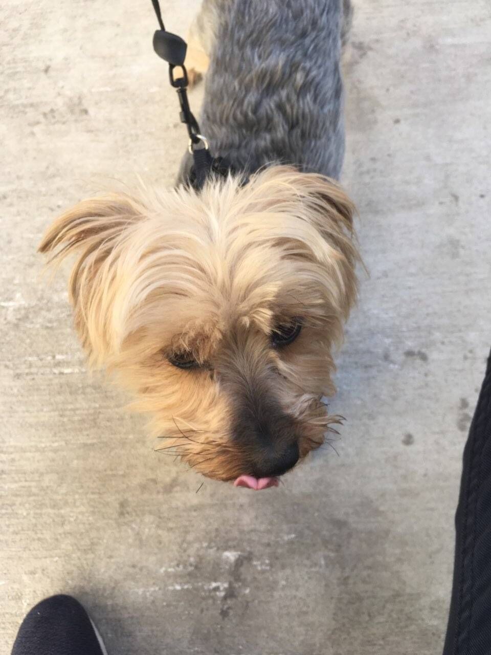 Photo of Grizz in Silver Spring, Maryland Waggy Walkys Pet Care