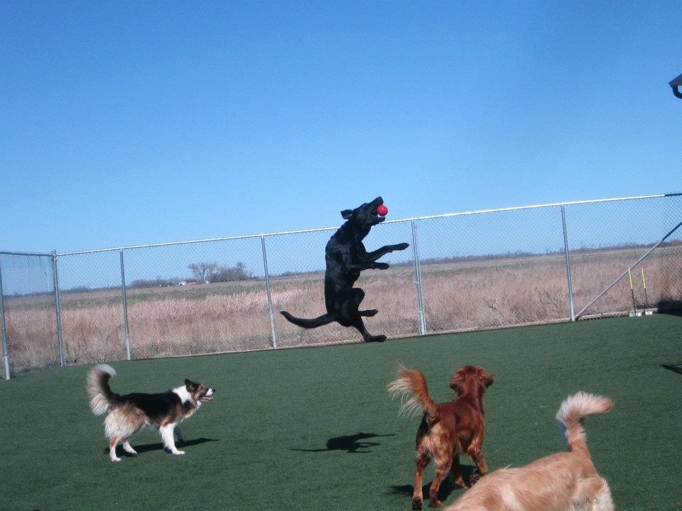 WagNTrain Boarding Training and Daycare in Grand Forks North Dakota