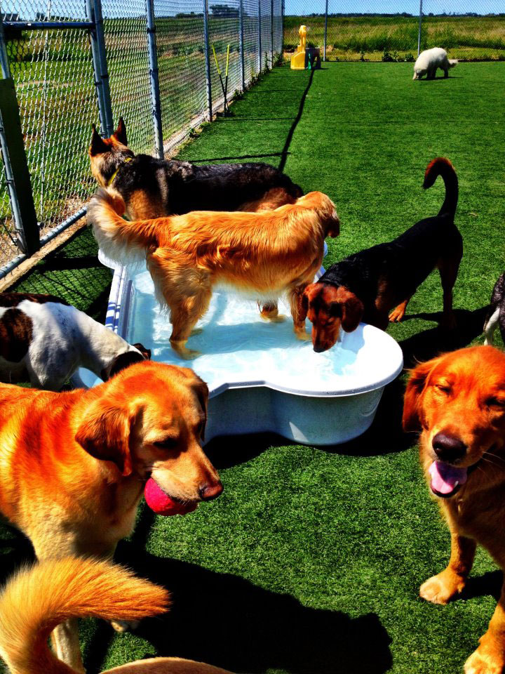 WagNTrain Boarding Training and Daycare in Grand Forks North Dakota