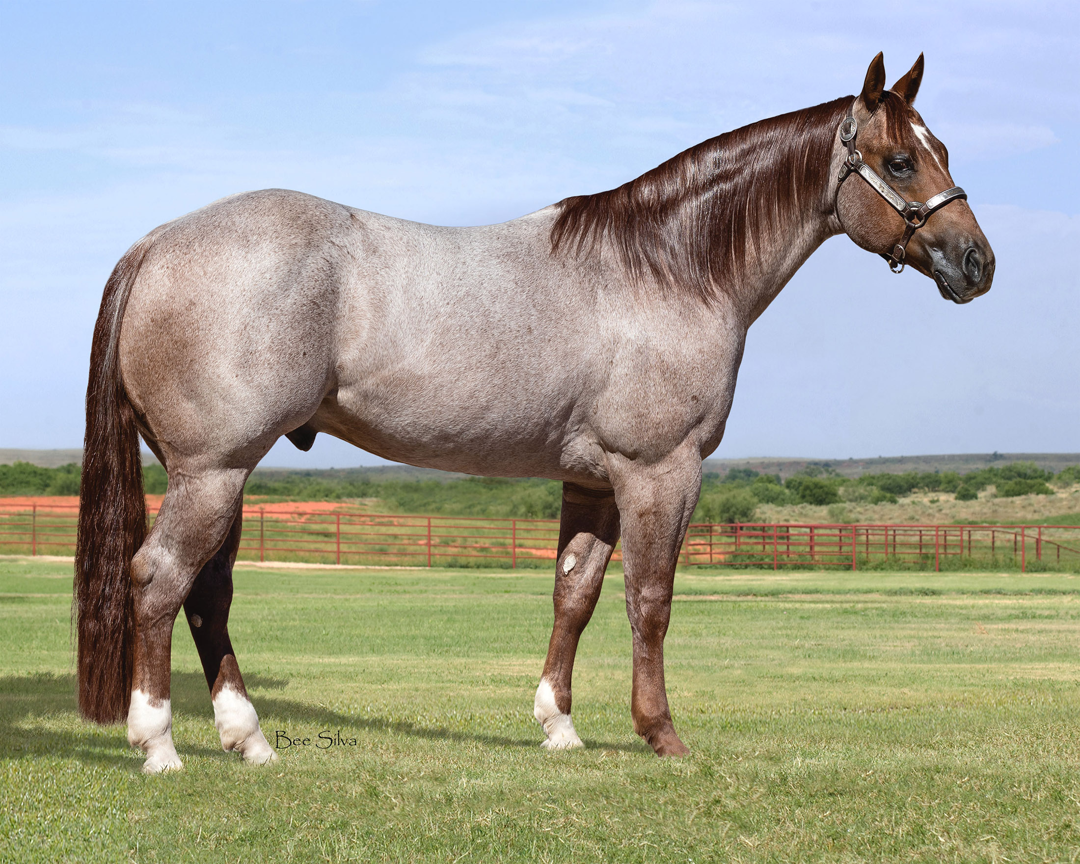Fiddle And Steel Wagonhound Quarter Horses Stallion WY