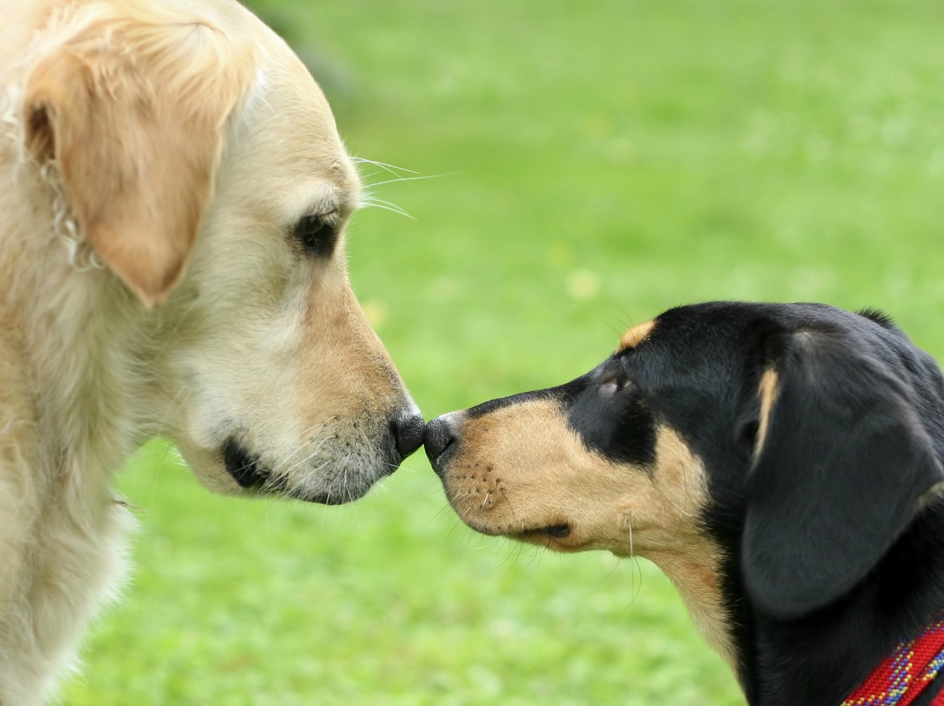 Early Socialization for Puppies