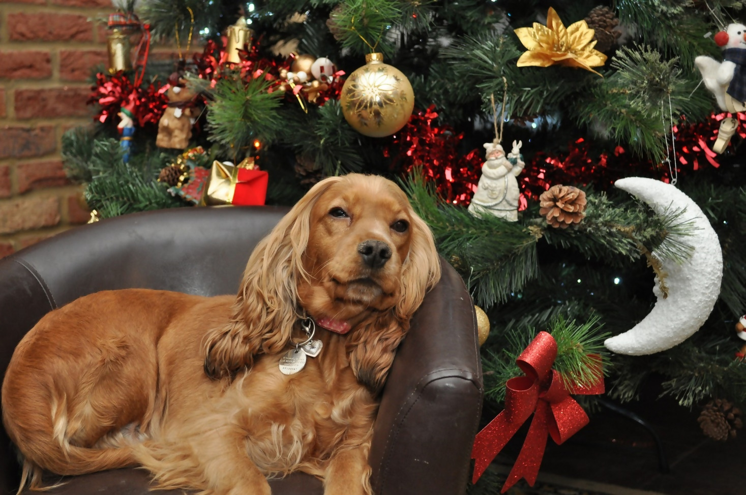 Pet Safe Christmas Tree Stand 