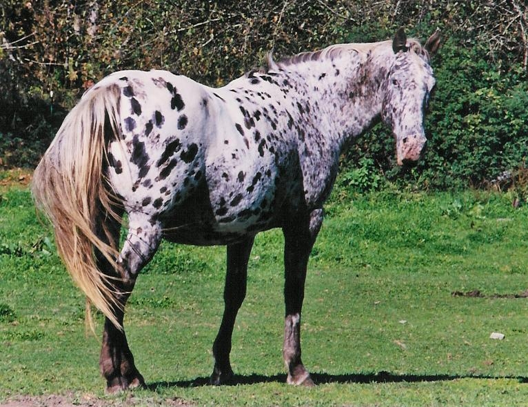 Wakon Appaloosas Foundation Appaloosas