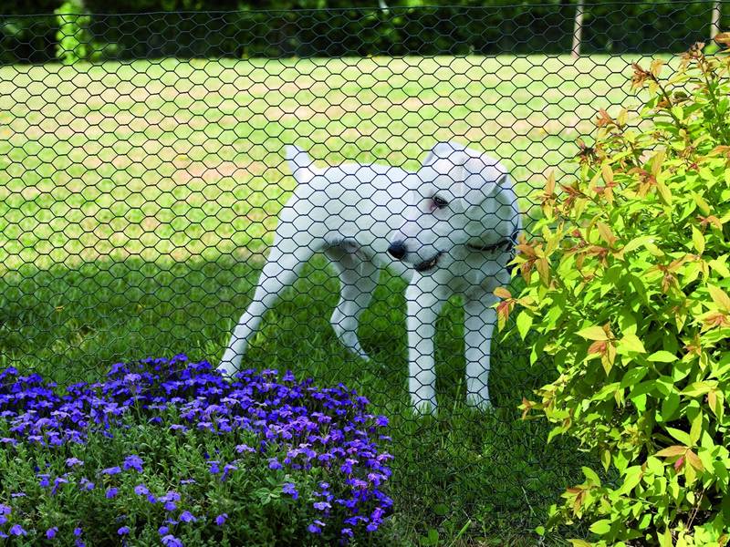 Chicken Wire Mesh for Animal Fencing and Garden Fencing