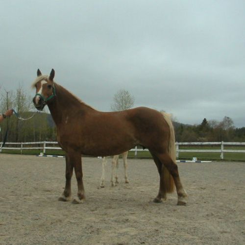 Mares for Sale Waldecku Lesa Experimental Farm Quebec Canada