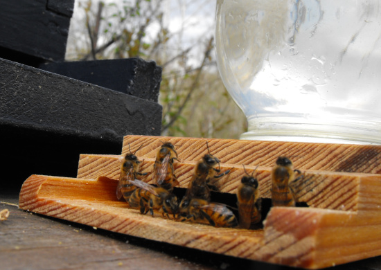 Feeding the bees